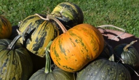 A New Crop for Organic Farms Image